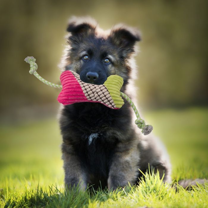 Pet Plush Toy - Pink & Green Mumuso