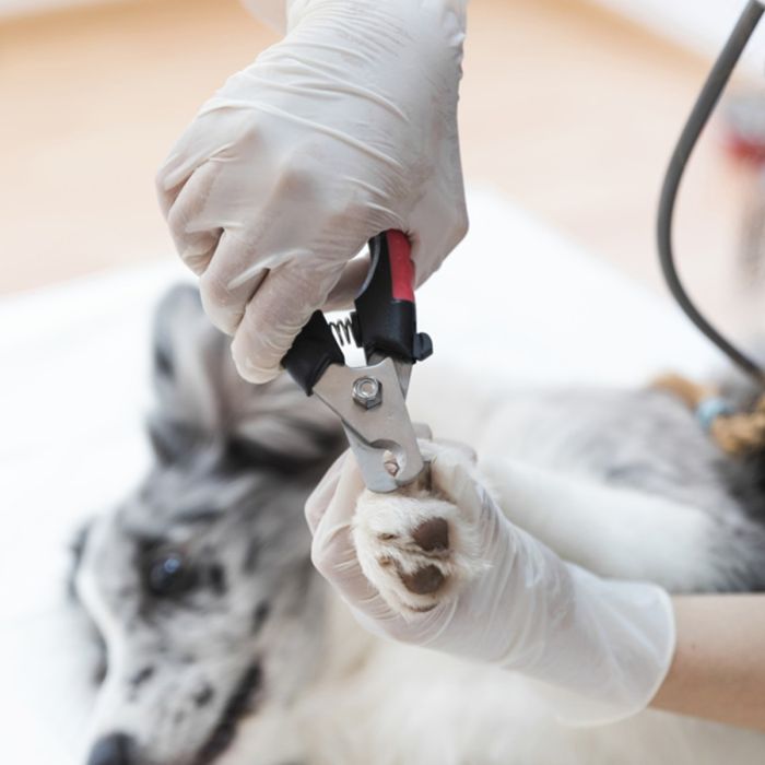 Nail Clipper for Pets Mumuso